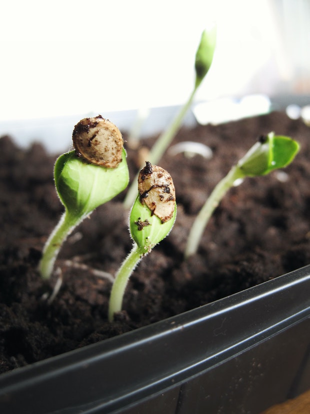 Část semínka se drží na stonku semenáčku konopí